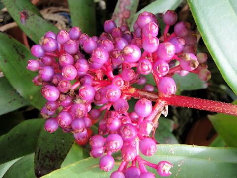 Medinilla speciosa