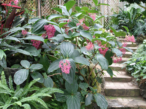 Medinilla speciosa