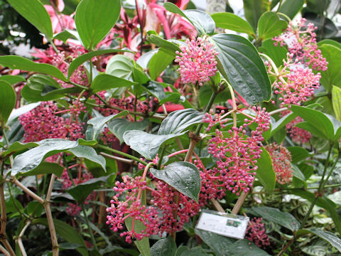 Medinilla speciosa