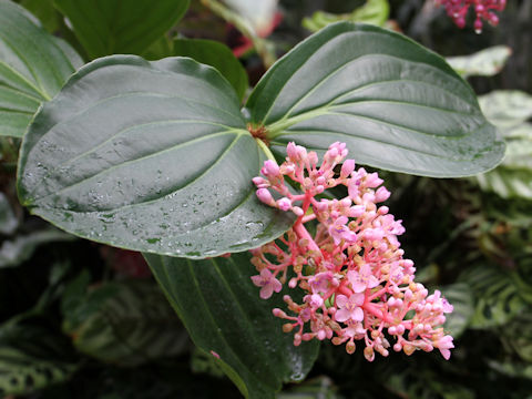 Medinilla speciosa