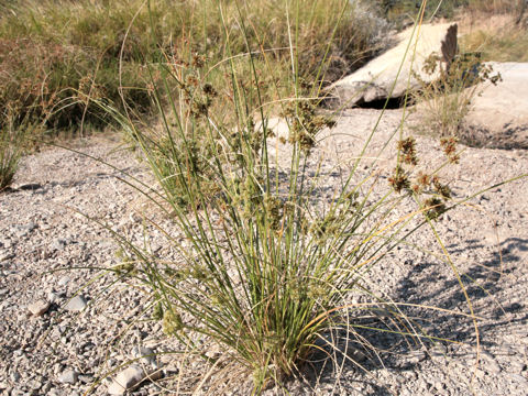 Cyperus eragrostis