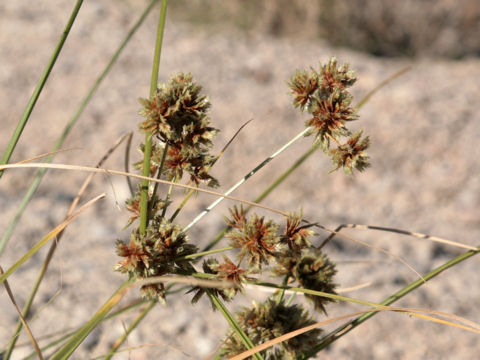 Cyperus eragrostis