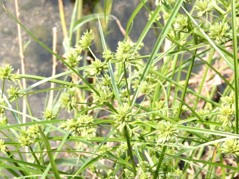 Cyperus eragrostis