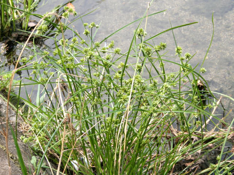 Cyperus eragrostis