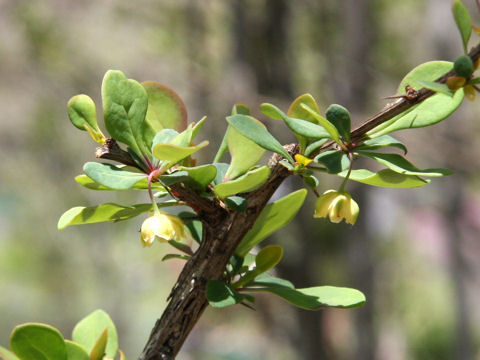 Berberis thunbergii