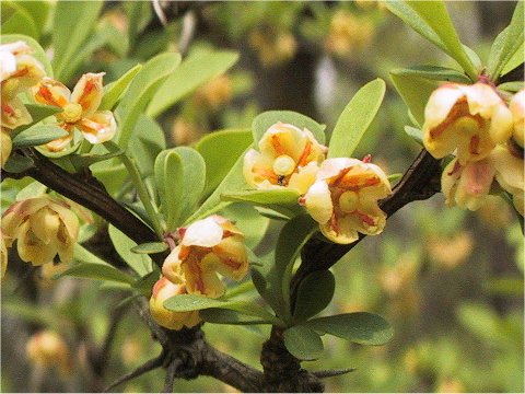 Berberis thunbergii