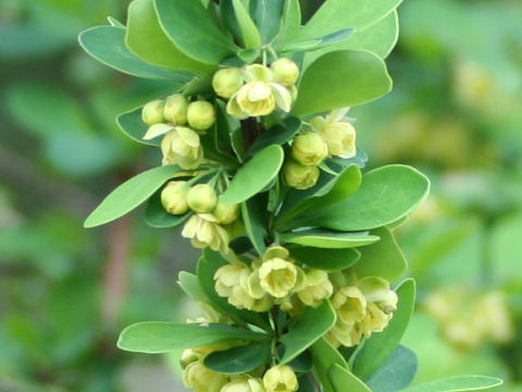 Berberis thunbergii