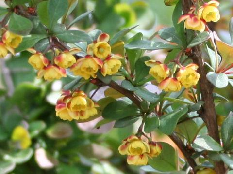 Berberis thunbergii