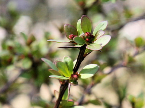 Berberis thunbergii