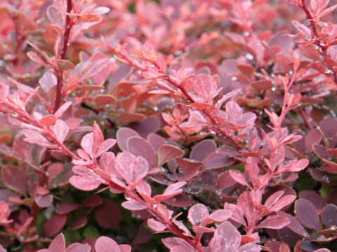 Berberis thunbergii cv. Atropurpurea