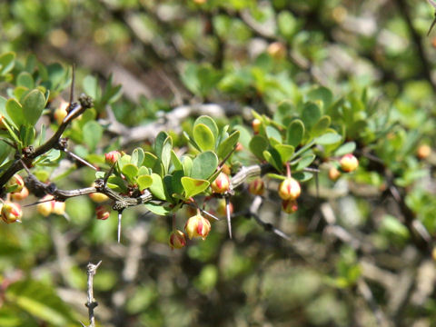 Berberis thunbergii