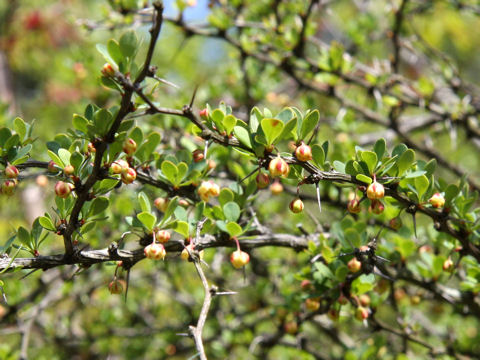 Berberis thunbergii