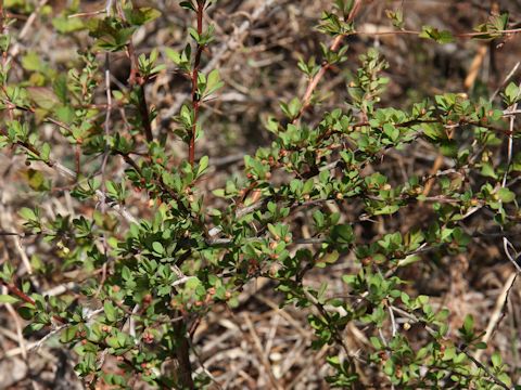 Berberis thunbergii