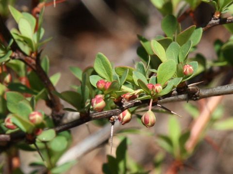 Berberis thunbergii