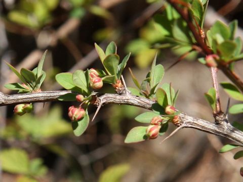 Berberis thunbergii