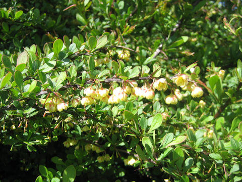 Berberis thunbergii