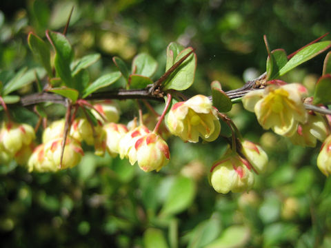 Berberis thunbergii