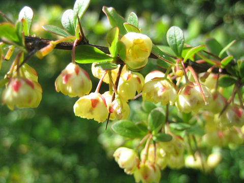 Berberis thunbergii