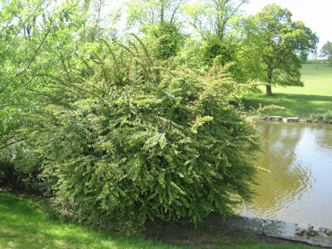 Berberis thunbergii