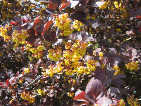 Berberis thunbergii