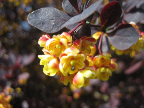 Berberis thunbergii