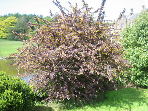 Berberis thunbergii