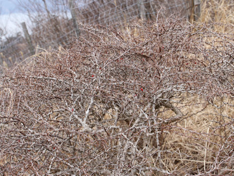 Berberis thunbergii