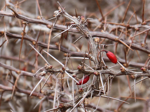 Berberis thunbergii