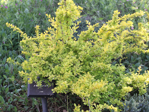 Berberis thunbergii cv. Aurea