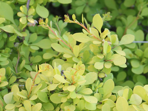 Berberis thunbergii cv. Aurea