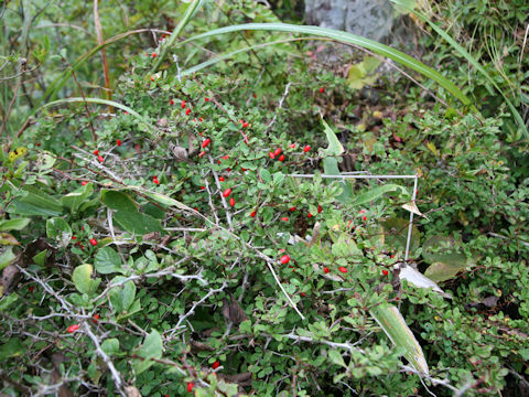 Berberis thunbergii