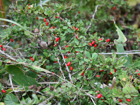 Berberis thunbergii