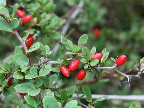 Berberis thunbergii