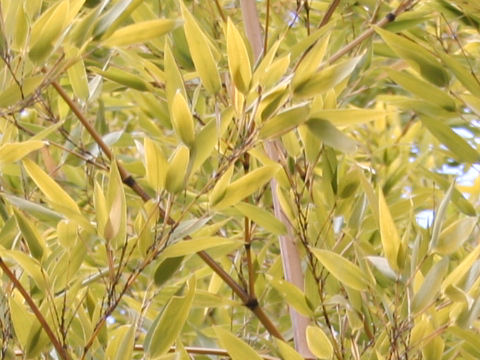 Phyllostachys nigra cv. Megurochiku