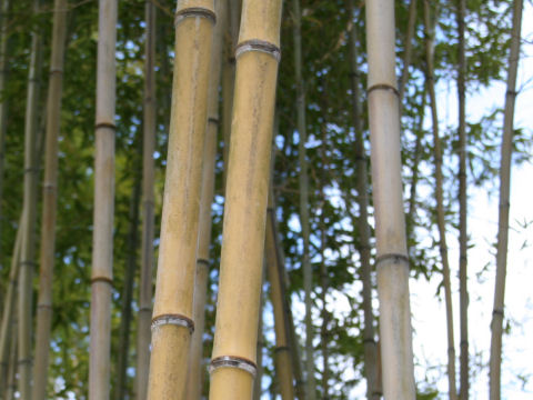 Phyllostachys nigra cv. Megurochiku