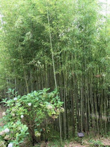 Phyllostachys nigra cv. Megurochiku