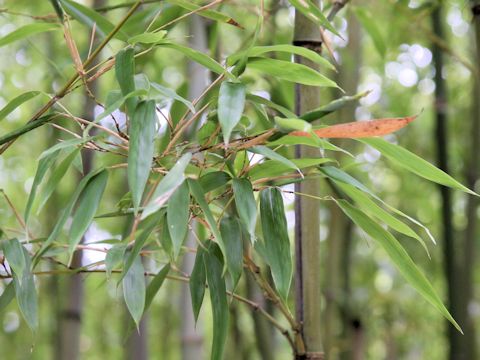 Phyllostachys nigra cv. Megurochiku