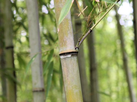 Phyllostachys nigra cv. Megurochiku