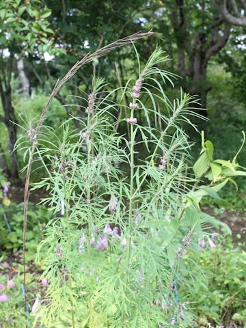 Leonurus japonicus