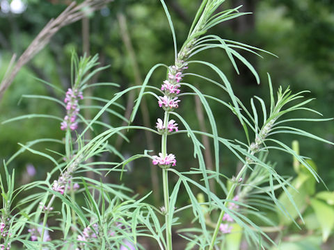 Leonurus japonicus