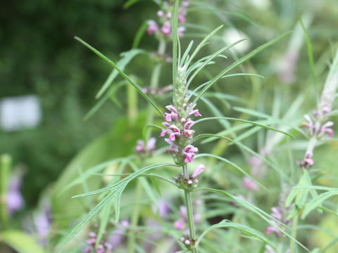 Leonurus japonicus