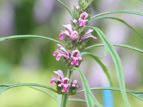 Leonurus japonicus