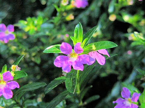 Cuphea hyssopifolia