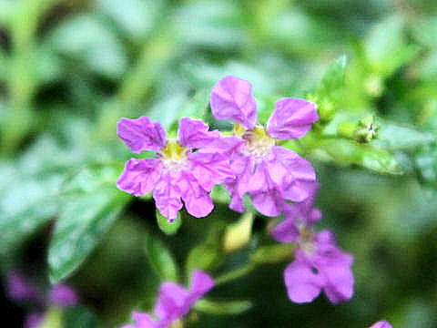 Cuphea hyssopifolia