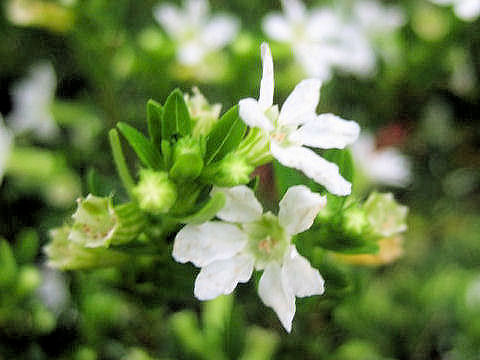 Cuphea hyssopifolia cv. Alba