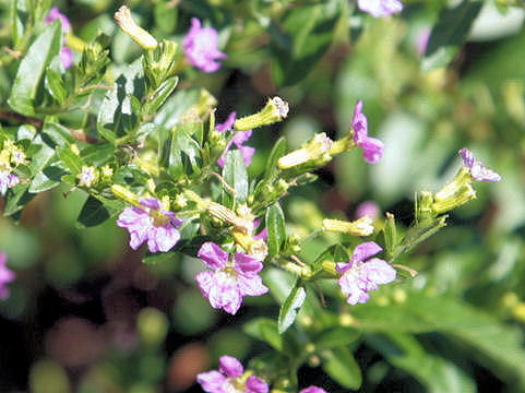 Cuphea hyssopifolia