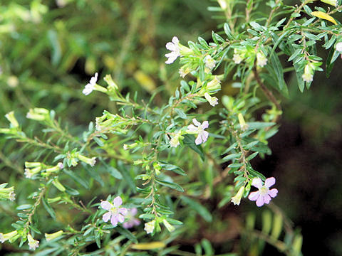 Cuphea hyssopifolia