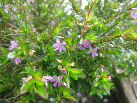 Cuphea hyssopifolia