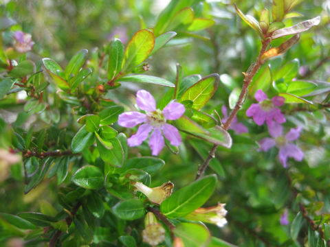 Cuphea hyssopifolia