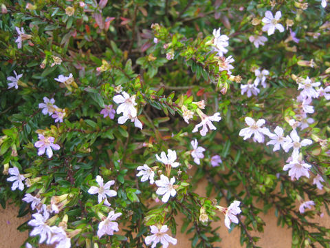 Cuphea hyssopifolia